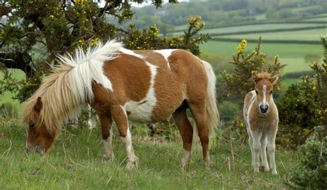 11 Small Horse And Pony Breeds - Helpful Horse Hints