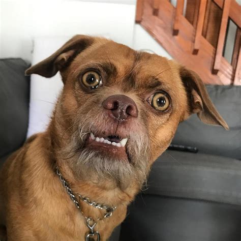 Bacon the Dog Has the Most Expressive Face on All of Instagram | Funny ...