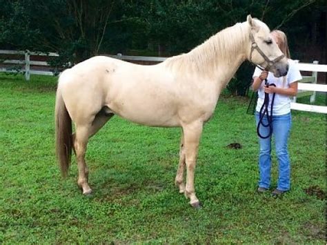 Gelding Palomino Horse With Amazing Attitude for Sale