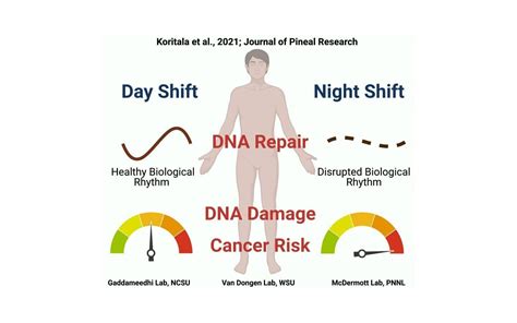 How night shift work increases cancer risk revealed in new study ...