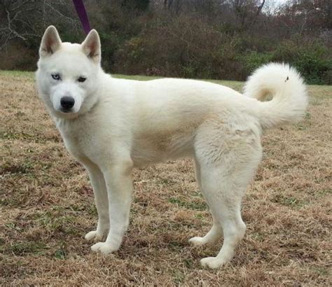 27 Droll Husky Akita Inu Mix Image - Bleumoonproductions