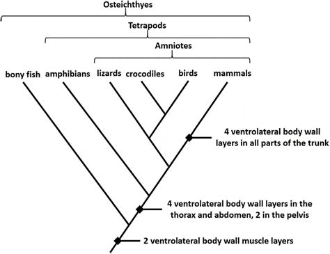 What is a Cladogram? - Definition, Types And Examples | EdrawMax