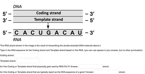 What Is The Template Strand