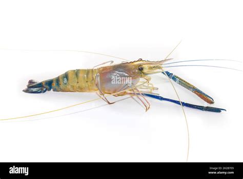 Giant freshwater prawn on white Stock Photo - Alamy