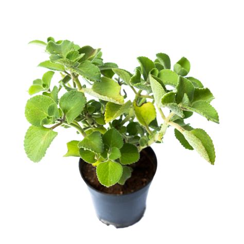 Buy Ajwain Herb (Medicinal) Plant 2021 | Plants Nursery Bangalore