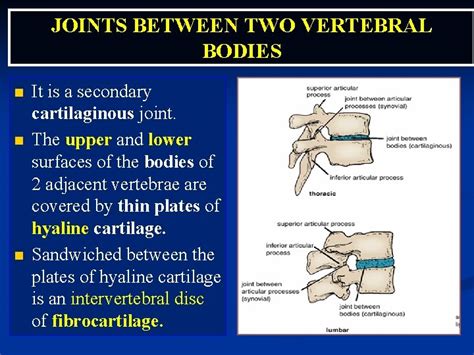 ANATOMY OF THE SPINE BY DR SANAA ALSHAARAWY