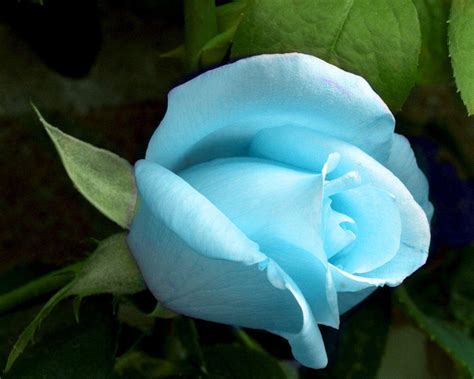 Light Blue Rose Wallpaper