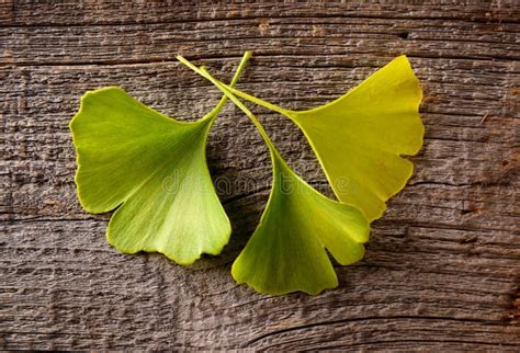 Gingko Biloba Leaves in Nature with Sunshine.Green Leaves of Dingo Tree ...