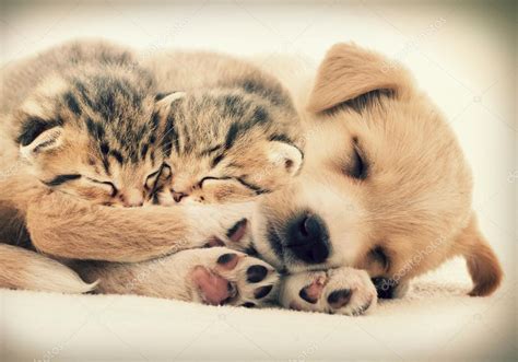 Puppy and kittens sleeping together — Stock Photo © gurinaleksandr ...