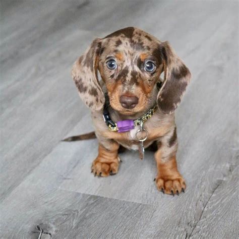 Dapple Dachshund: What Kind Of Dog Is It? | Dapple dachshund, Dapple ...