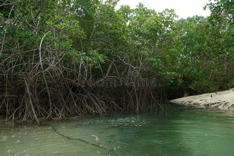 Mangroves on the Beach of Mogo Mogo Island, Saboga, Panama Stock Photo ...