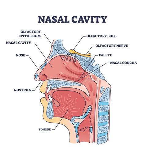 Nasal Cavity Anatomy with Medical Nose Parts Description Outline ...