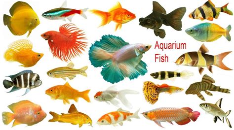 8 Creative & Catchy Names for Your Aquarium Fish: Make Your Tank Shine ...