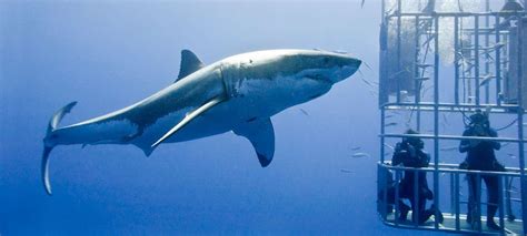 Shark cage diving – Discover Africa