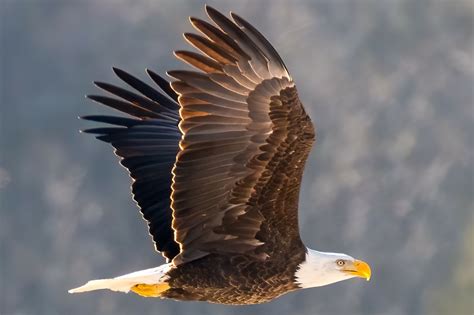 Bald eagle observatory opens in CT to record number of sightings