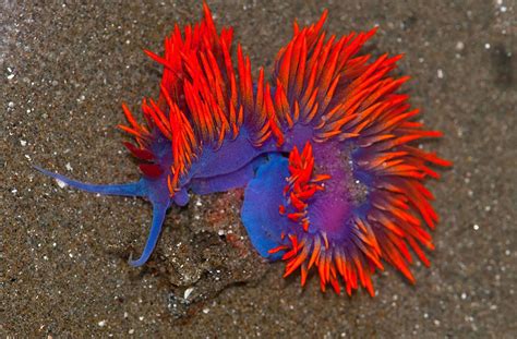 Most Colorful Sea Slugs on Earth