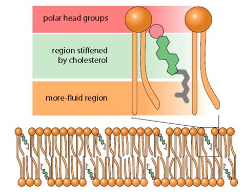 Cholesterol Molecule In Cell Membrane