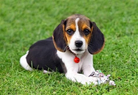 Pocket Beagle Price, Temperament, Puppies & Breeder Tips