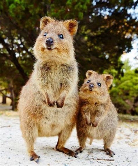 Photos Of Adorable Australian Animals For a Much Better Day | Quokka ...