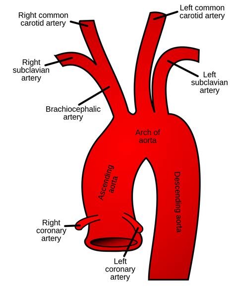 Brachiocephalic artery - Wikipedia