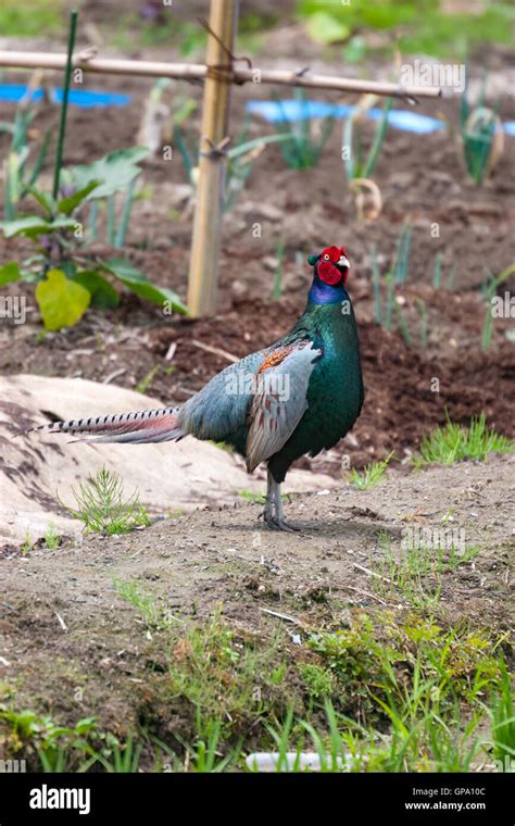 Male Green pheasant. The green pheasant, also known as Japanese green ...