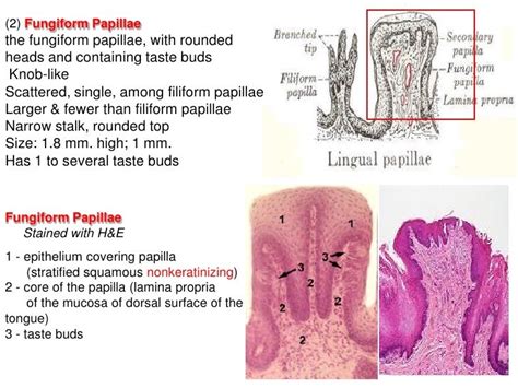 Histology Of The Oral Cavity