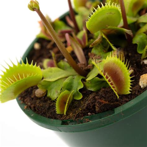 Venus Fly Trap Care Everything You Need To Know | atelier-yuwa.ciao.jp