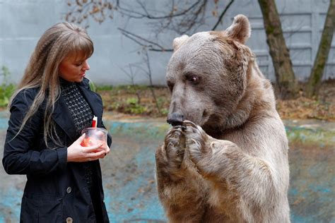 5 famous Russian bears - Russia Beyond