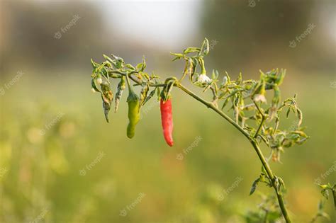 Premium Photo | Red chilli plant