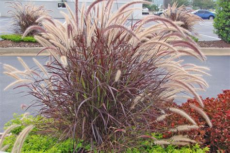 The Best Ornamental Grasses for Fall Color