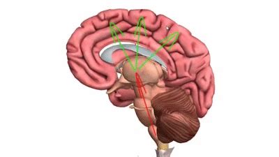 Basic Parts of the Brain - Part 1 - 3D Anatomy Tutorial on Make a GIF