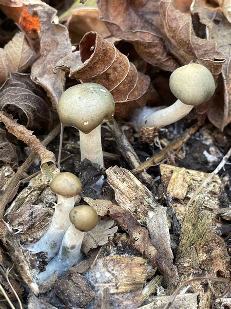 Maryland Biodiversity Project - Psilocybe ovoideocystidiata