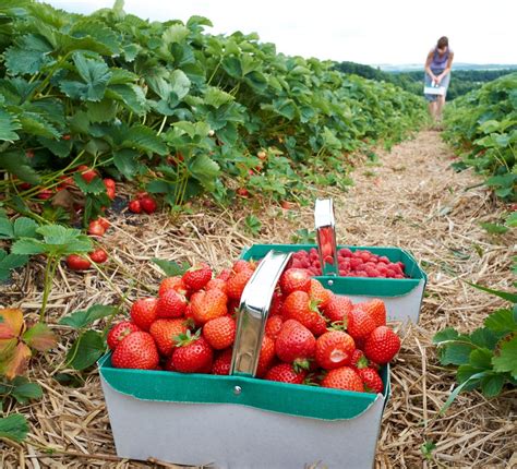 The perfect pick-your-own strawberry farms within the UK - in2.wales