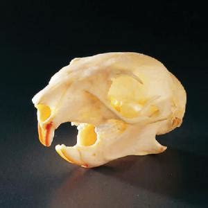 Squirrel Skull | Ward's Science