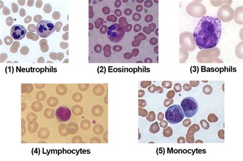 Neutrophils Histology