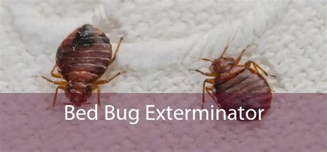 Bed Bug Exterminator - Licensed Bed Bug Exterminator Company