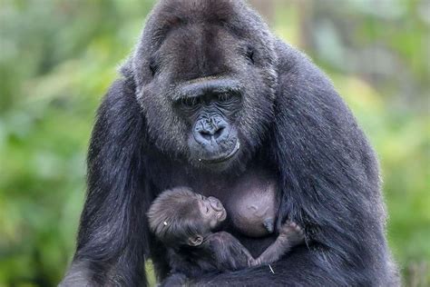 Baby gorilla doing well after being born at Bristol Zoo Gardens