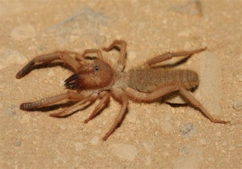 How Dangerous Is A Camel Spider Bite? - Online Pest Control