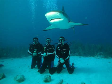 Visita los mejores destinos para bucear con tiburones