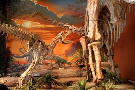 Skeleton of smaller Saurophaganax attacks Seismosaurus at New Mexico ...