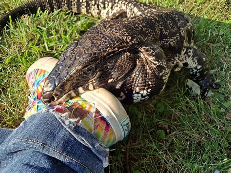 Is my Tegu Mean or Hormonal?