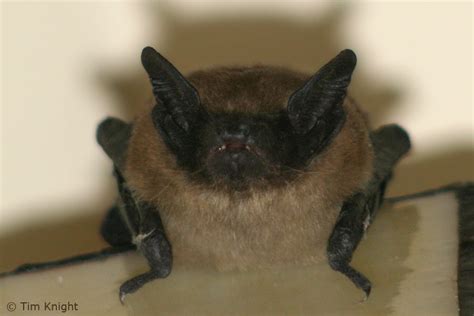 Big Brown Bat Facts - NatureMapping