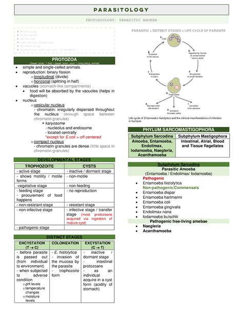 Iodamoeba Butschlii Life Cycle