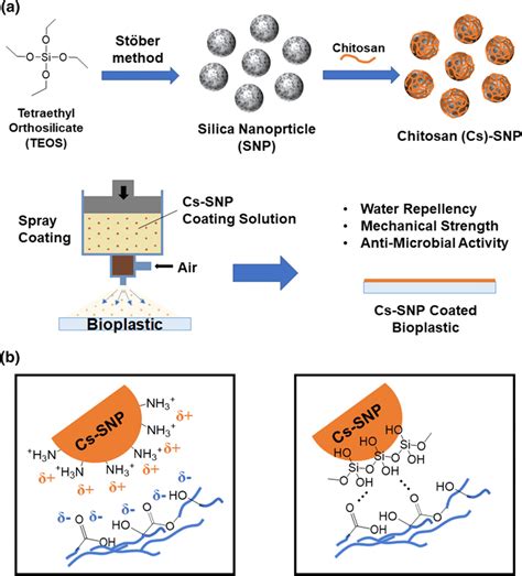 a Schematic illustration of synthesis of chitosan-functionalized silica ...