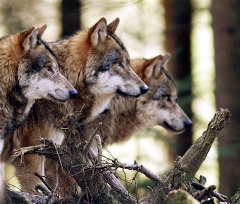 A beautiful photo of a wolf pack. : r/pics