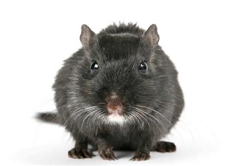 Roof Rats - Wildlife Removal Services of Florida