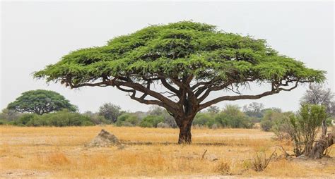 Acacia Senegal - TROPICAL LOOKING PLANTS - Other Than Palms - PalmTalk