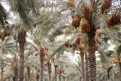 This Saudi Arabian Province is Home to Almost 2 Million Date Palms ...