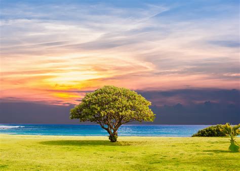 Ocean Summer Tree Landscape 5k Wallpaper,HD Nature Wallpapers,4k ...