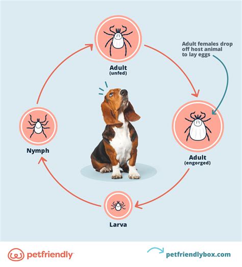 When to Start Flea and Tick Treatment For Puppies & Kittens ...